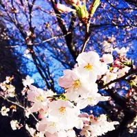 目黒川の写真・動画_image_112854