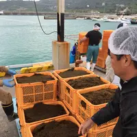 奥武島いまいゆ市場（奥武島鱼生市场）の写真・動画_image_113007