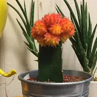 NEO GREENの写真・動画_image_113257