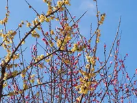 曽我梅林の写真・動画_image_113644