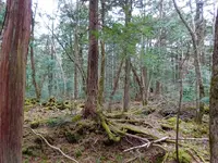 富岳風穴の写真・動画_image_113917