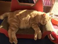 恋人岬の写真・動画_image_114084