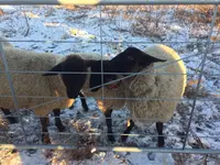 千年希望の丘（第１号丘）の写真・動画_image_114204