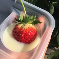 山元いちご農園の写真・動画_image_114209