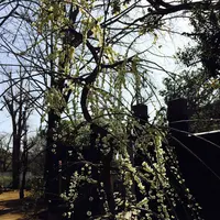 東叡山 寛永寺の写真・動画_image_115133