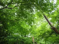 長谷寺の写真・動画_image_115192