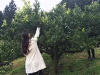 国見台みかん園の写真・動画_image_115205