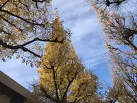 明治神宮外苑いちょう並木の写真・動画_image_115216