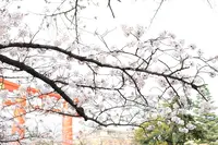 平安神宮の写真・動画_image_115225