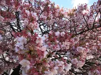 糸川遊歩道の写真・動画_image_115309