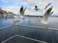 熱海遊覧船サンレモの写真・動画_image_115644