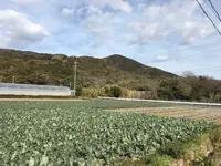菜の花畑の写真・動画_image_115833