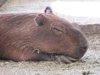 NIFREL（ニフレル）の写真・動画_image_115877