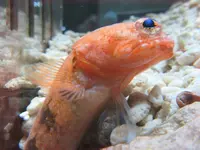 NIFREL（ニフレル）の写真・動画_image_115881