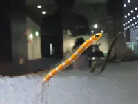 NIFREL（ニフレル）の写真・動画_image_115885