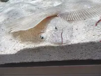 NIFREL（ニフレル）の写真・動画_image_115887