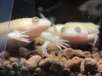 NIFREL（ニフレル）の写真・動画_image_115888