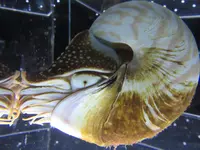 NIFREL（ニフレル）の写真・動画_image_115891