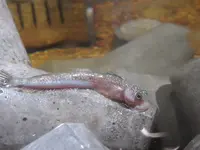 NIFREL（ニフレル）の写真・動画_image_115893