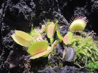 NIFREL（ニフレル）の写真・動画_image_115894