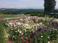 ケンとメリーの木の写真・動画_image_116238