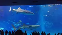 沖縄美ら海水族館の写真・動画_image_116453