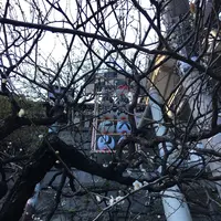 湯島天満宮（湯島天神）の写真・動画_image_116471