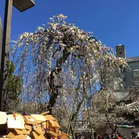 湯島天満宮（湯島天神）の写真・動画_image_116477