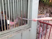 ラクテンチの写真・動画_image_116902