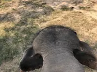 Wangpo Elephant Campの写真・動画_image_117003
