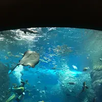新江ノ島水族館の写真・動画_image_117194