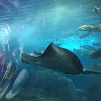 新江ノ島水族館の写真・動画_image_117197