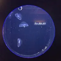 新江ノ島水族館の写真・動画_image_117198