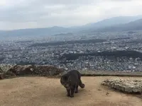 大文字山の写真・動画_image_117279