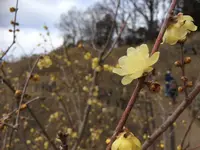 宝登山ロウバイ園の写真・動画_image_117479
