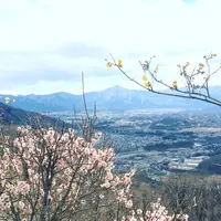 宝登山ロウバイ園の写真・動画_image_117483