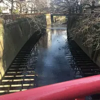 目黒川の写真・動画_image_117638