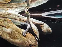 鴨川シーワールドの写真・動画_image_117666