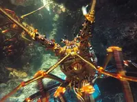 鴨川シーワールドの写真・動画_image_117672