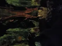 鴨川シーワールドの写真・動画_image_117674