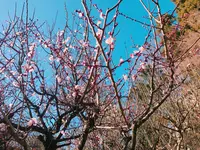 井の頭恩賜公園の写真・動画_image_118001