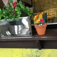 바나나트리の写真・動画_image_118042
