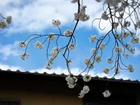西山艸堂の写真・動画_image_118182