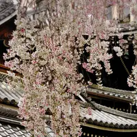 六角堂の写真・動画_image_118199