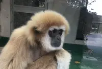 京都市動物園の写真・動画_image_118446