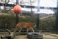 京都市動物園の写真・動画_image_118447