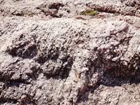 ローズクォーツマウンテンの写真・動画_image_118675