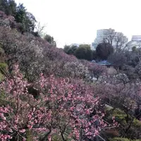 池上梅園の写真・動画_image_118857