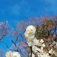 池上梅園の写真・動画_image_118858