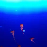 新江ノ島水族館の写真・動画_image_119095